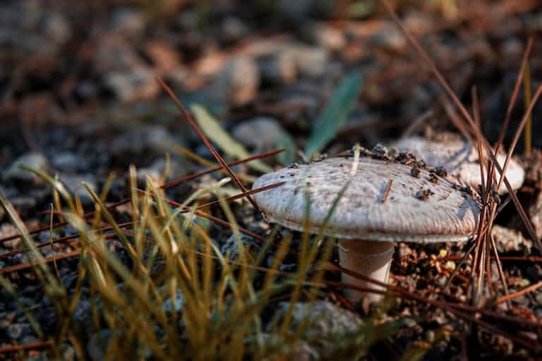 Close Up Photo of Mushroom on the Ground