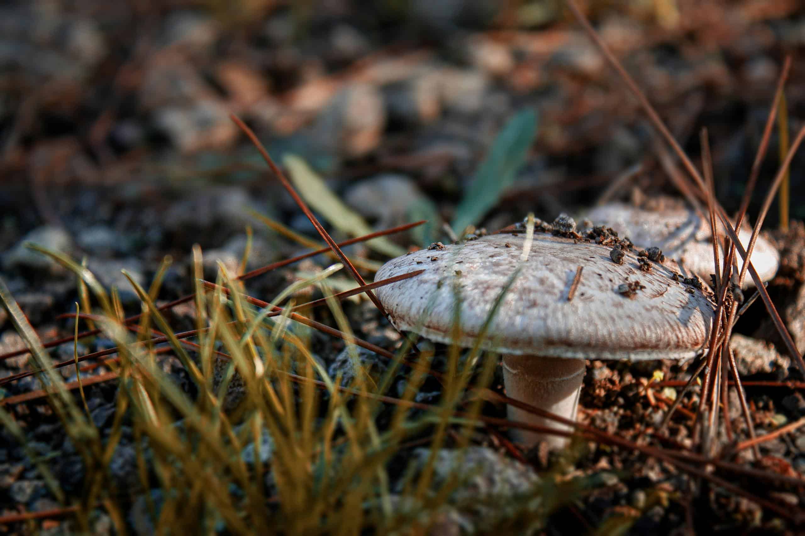 Close Up Photo of Mushroom on the Ground