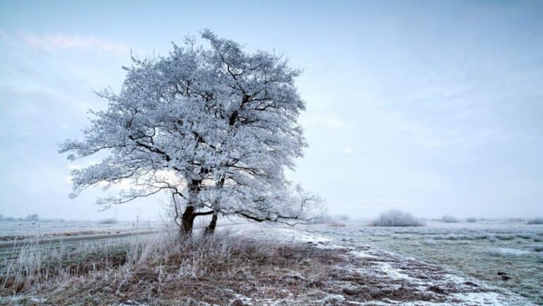 Fogvacogtató hidegre ébredt Magyarország: Nyírtasson mínusz 6,5 Fokig zuhant a hőmérséklet