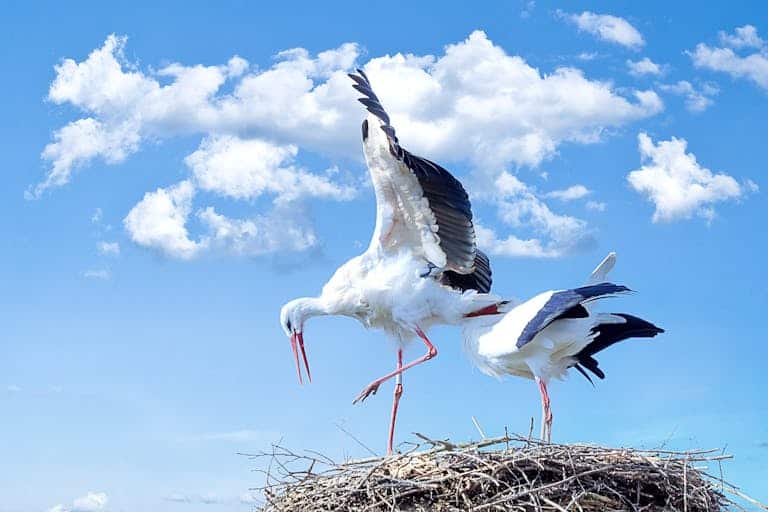 A pair of storks nesting with wings spread under a bright blue sky.