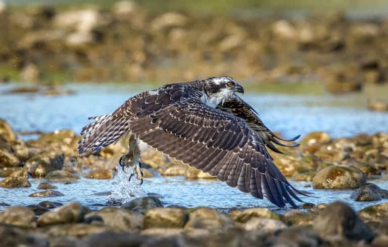 Osprey flying over rocks and water, showcasing wildlife in action.