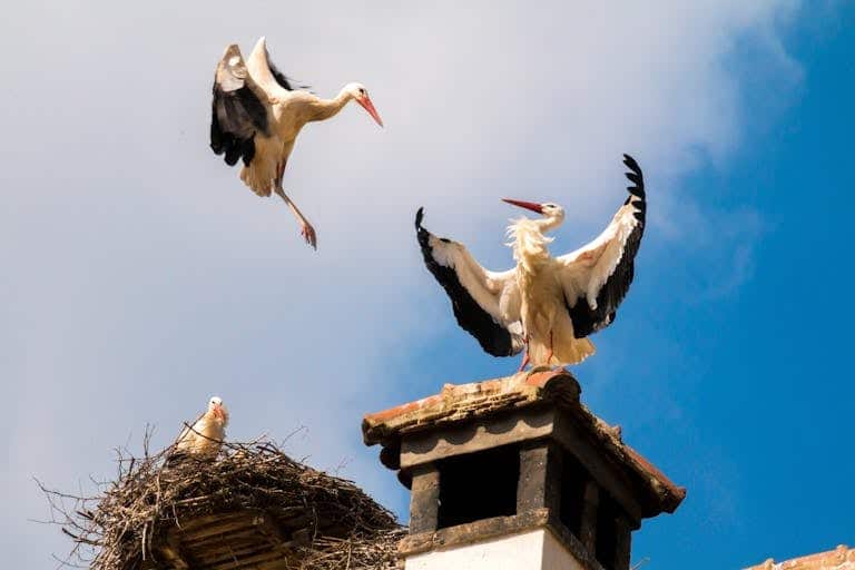 White storks on a rooftop nest with one flying against a clear blue sky.