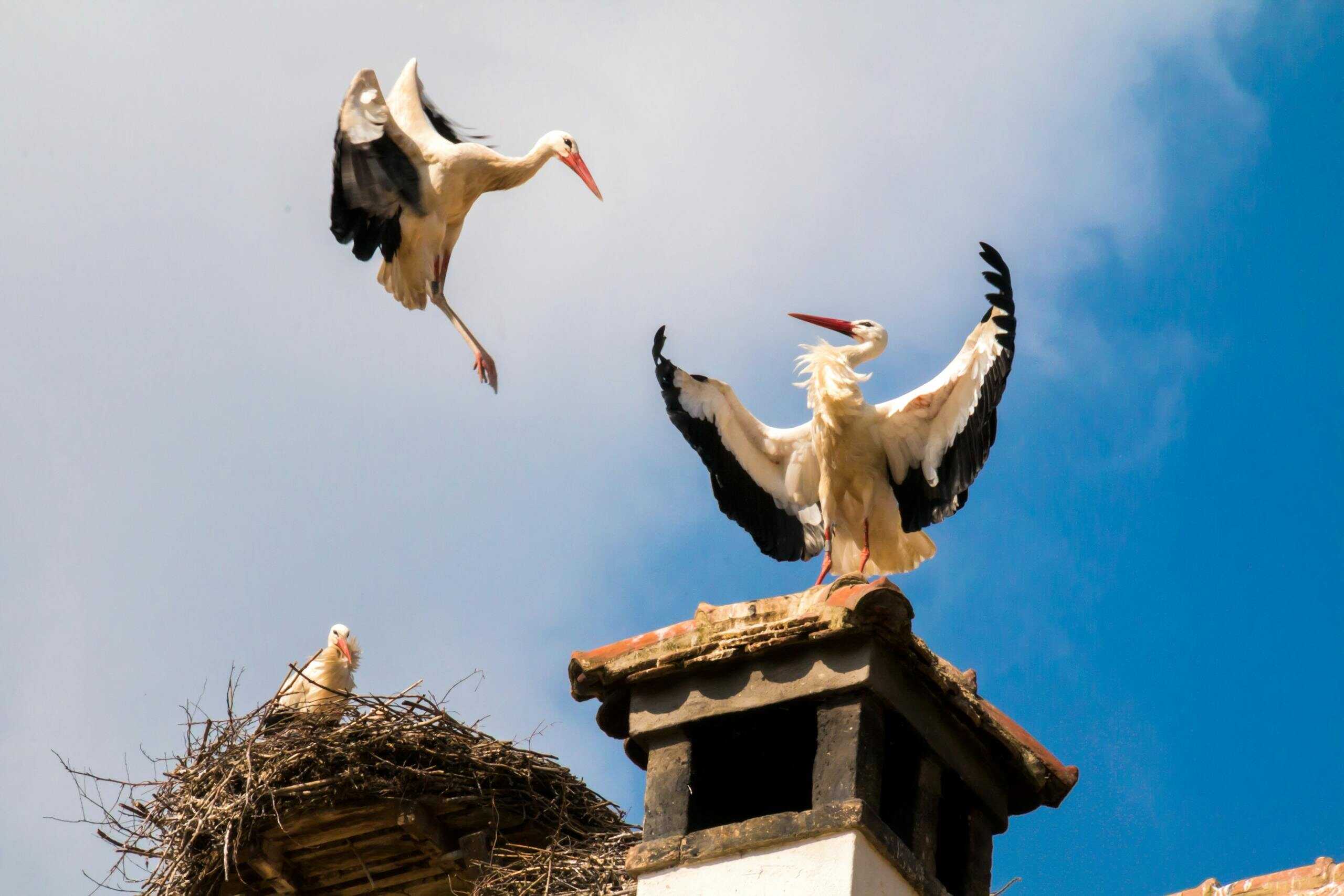 White storks on a rooftop nest with one flying against a clear blue sky.