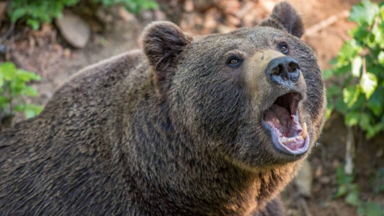 Medvét rögzített egy vadkamera Pásztó közelében: óvatosságra int a Bükki Nemzeti Park